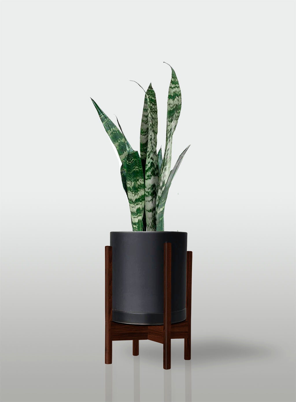 Sansevieria