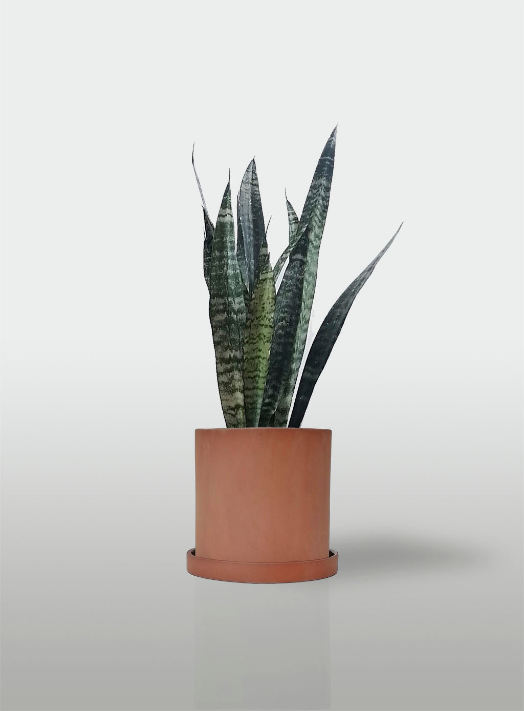 Sansevieria