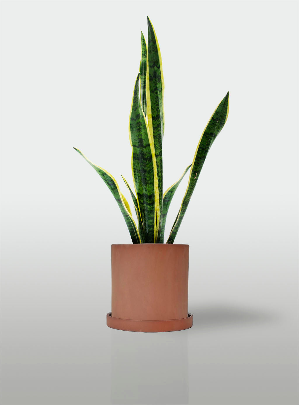 sansevieria maceta Sansevieria Borde Amarillo – LYRATA Casa de Plantas