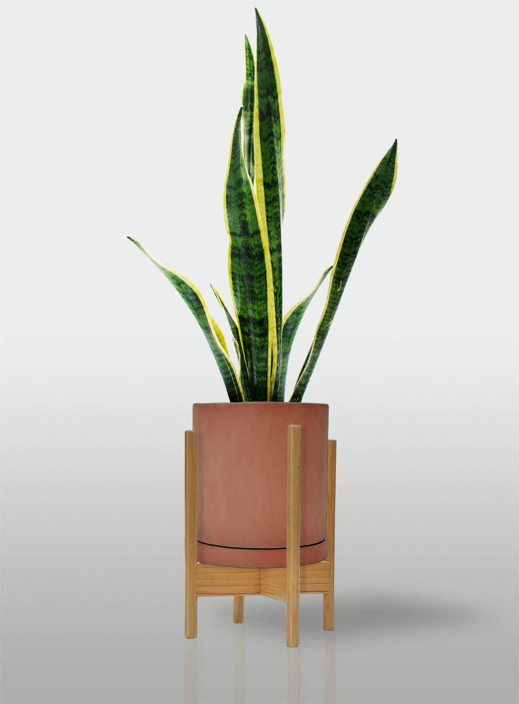 Sansevieria Borde Amarillo