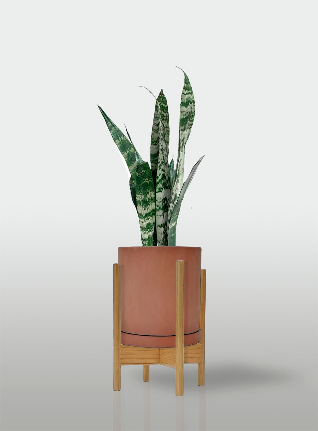 Sansevieria