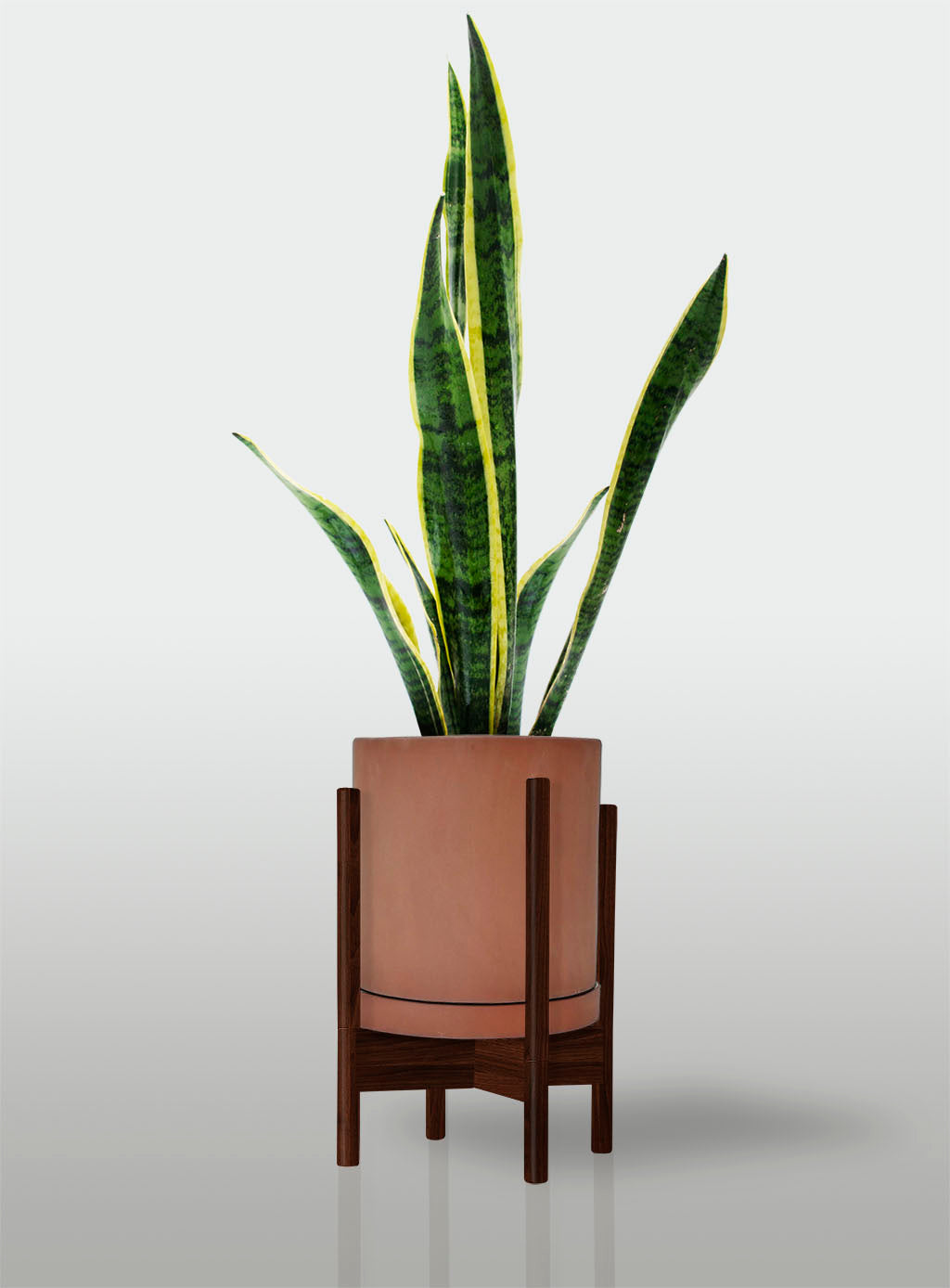Sansevieria Borde Amarillo