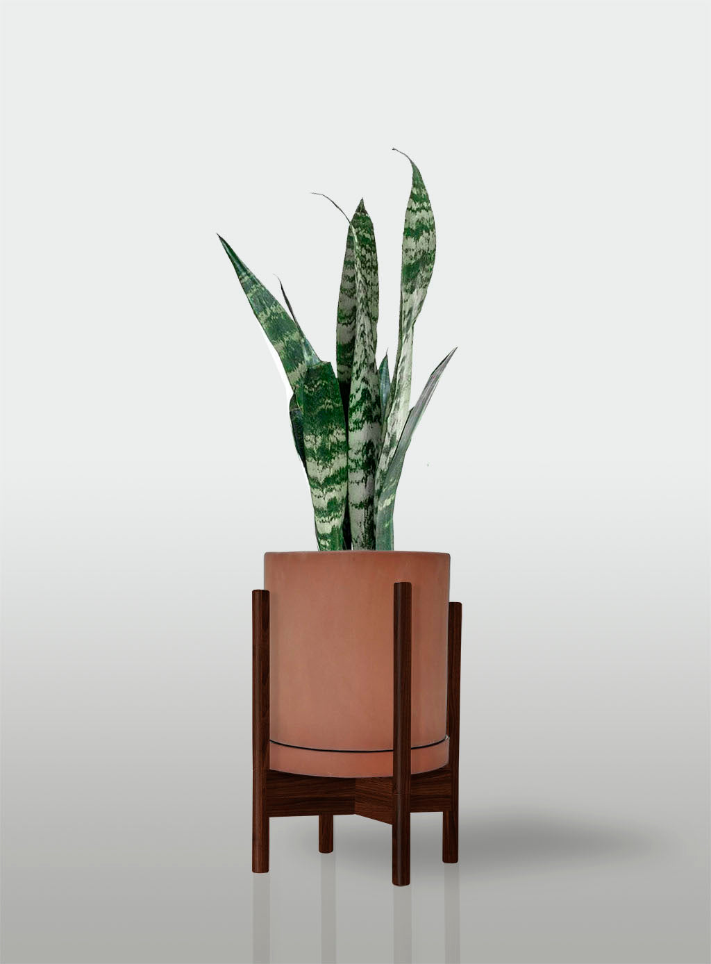 Sansevieria