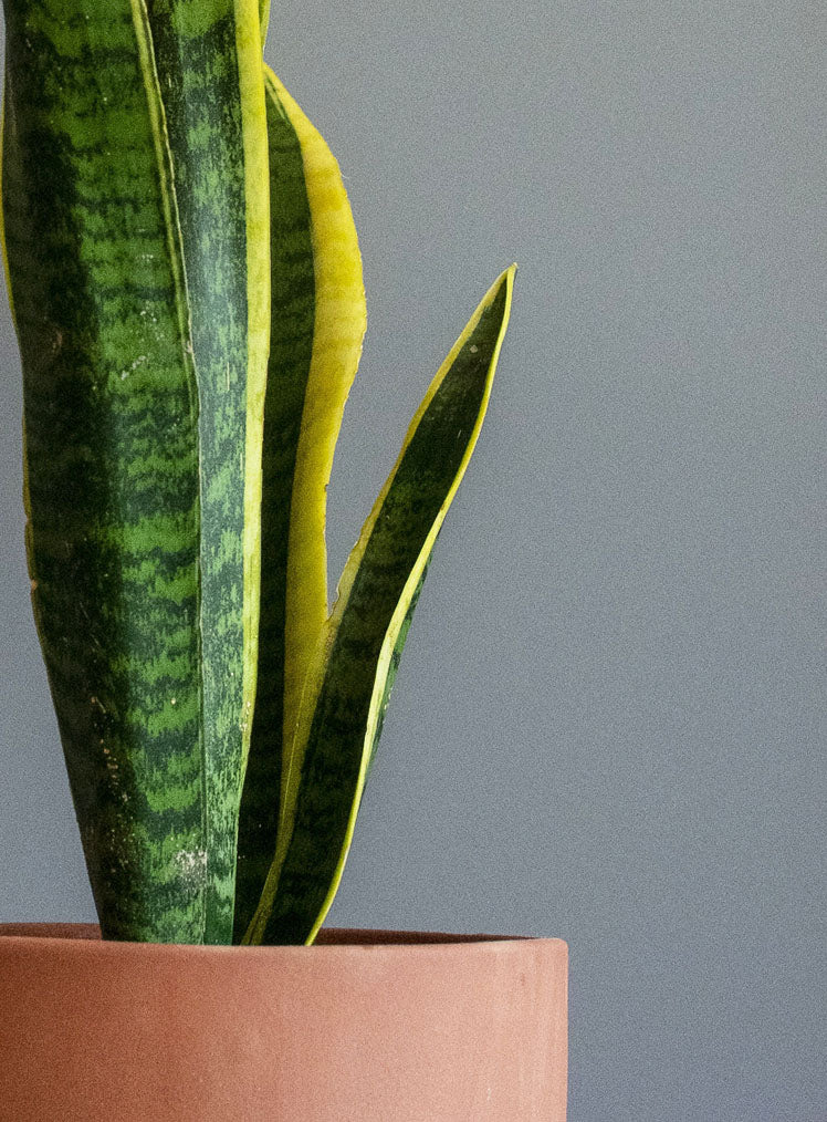 Sansevieria Borde Amarillo