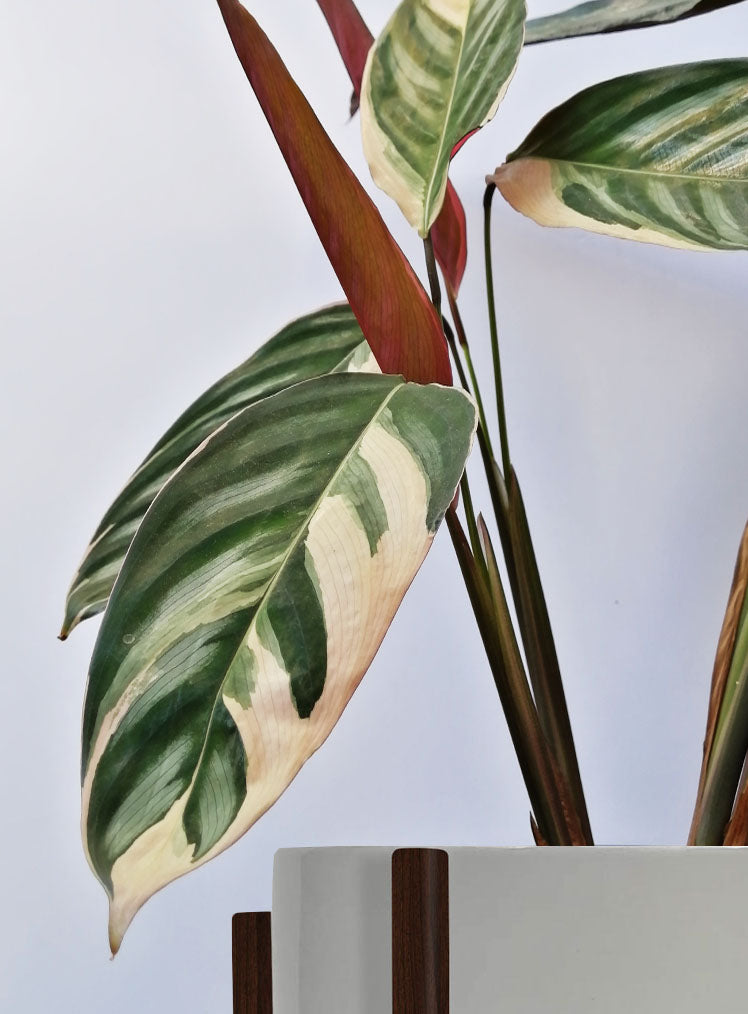 Stromanthe Triostar Alto