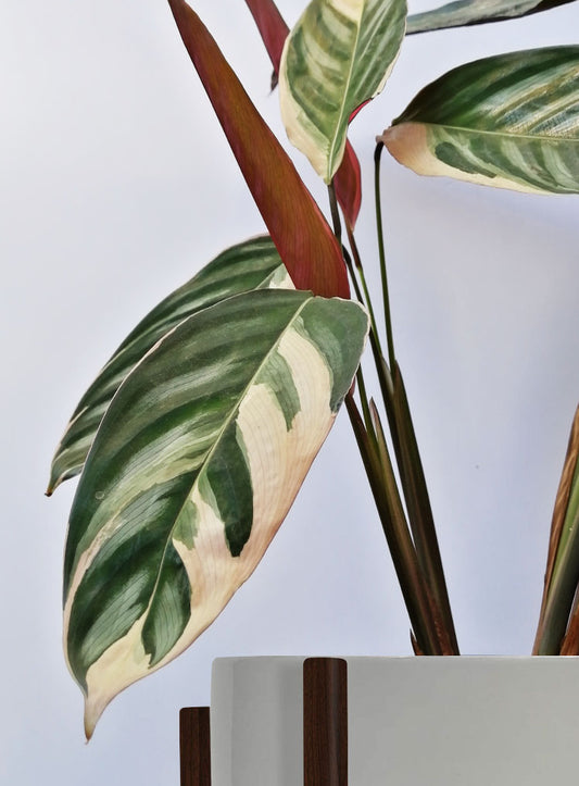 Stromanthe Triostar Alto