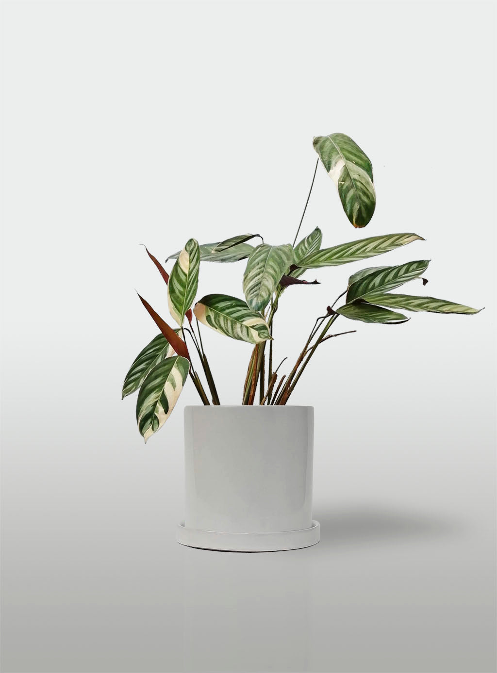 Stromanthe Triostar Alto