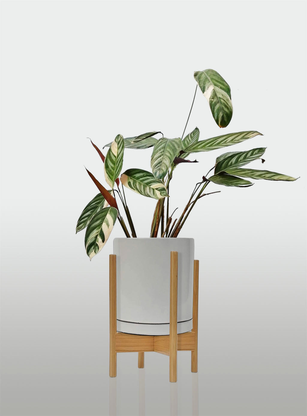 Stromanthe Triostar Alto