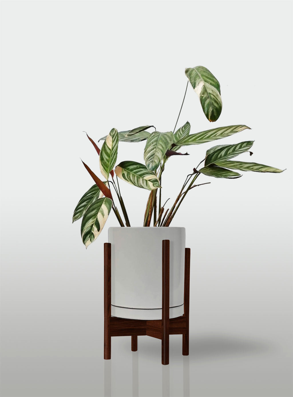 Stromanthe Triostar Alto