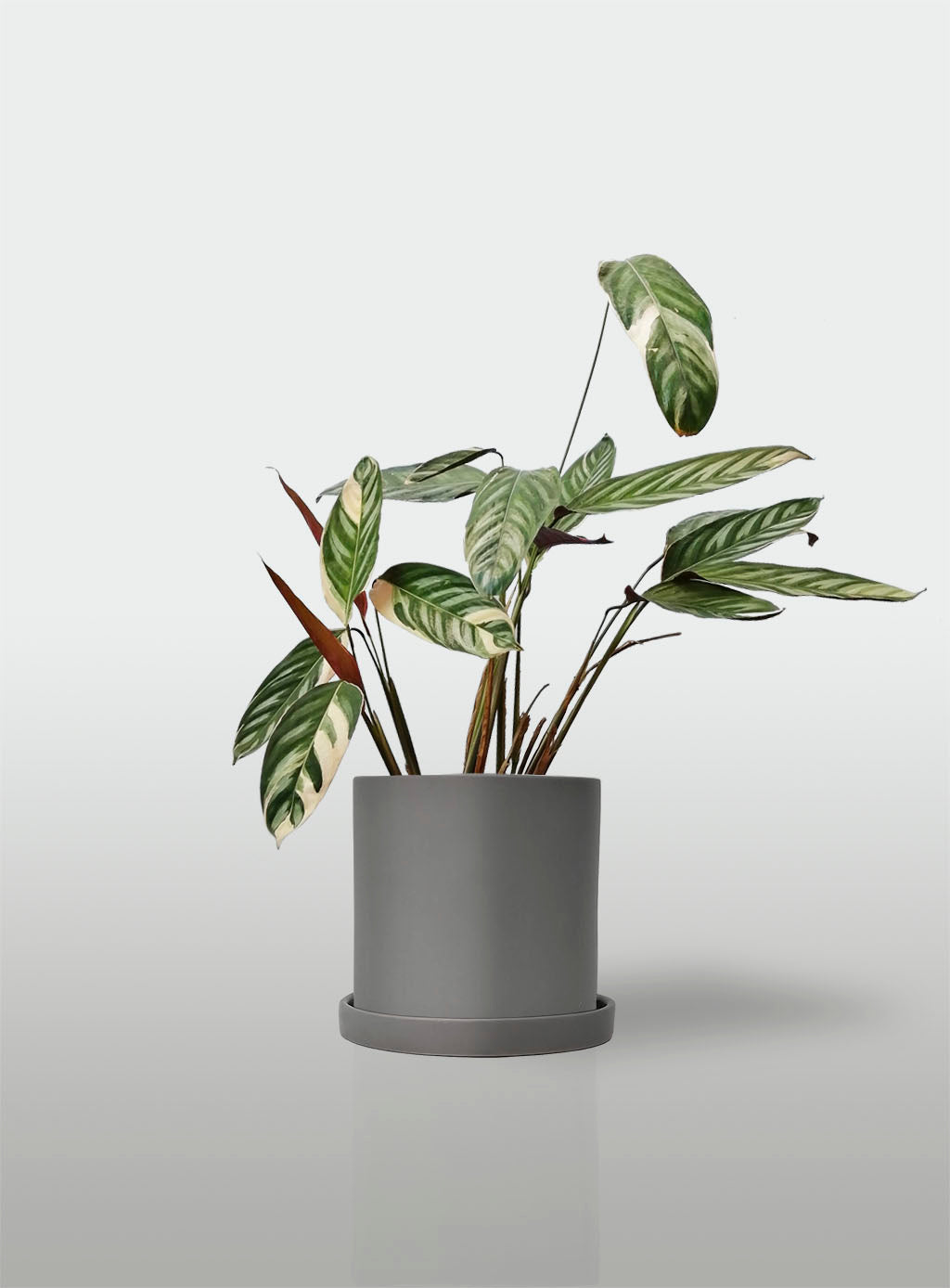 Stromanthe Triostar Alto