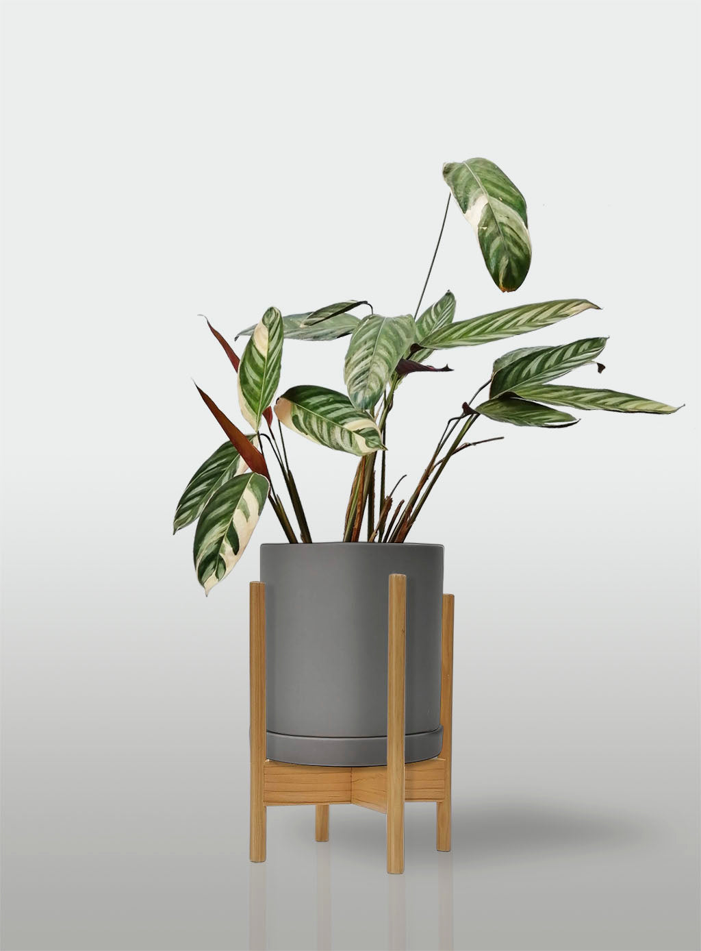 Stromanthe Triostar Alto