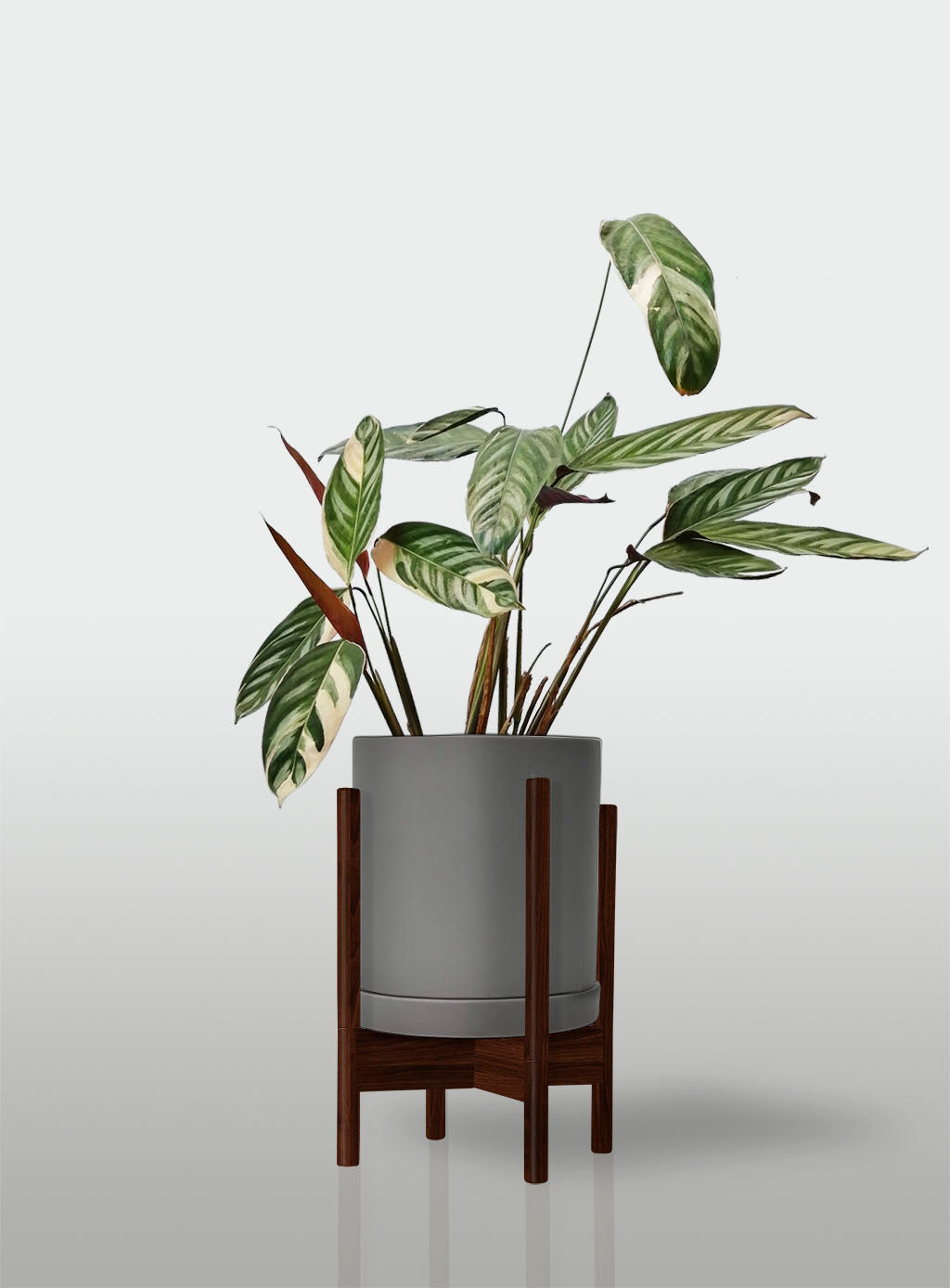 Stromanthe Triostar Alto