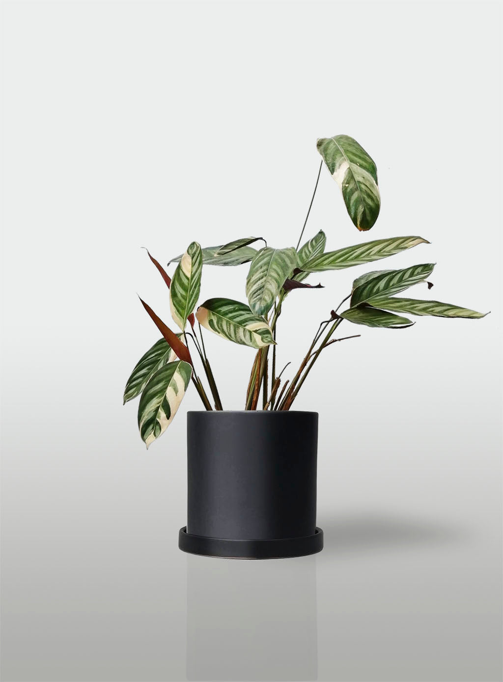 Stromanthe Triostar Alto