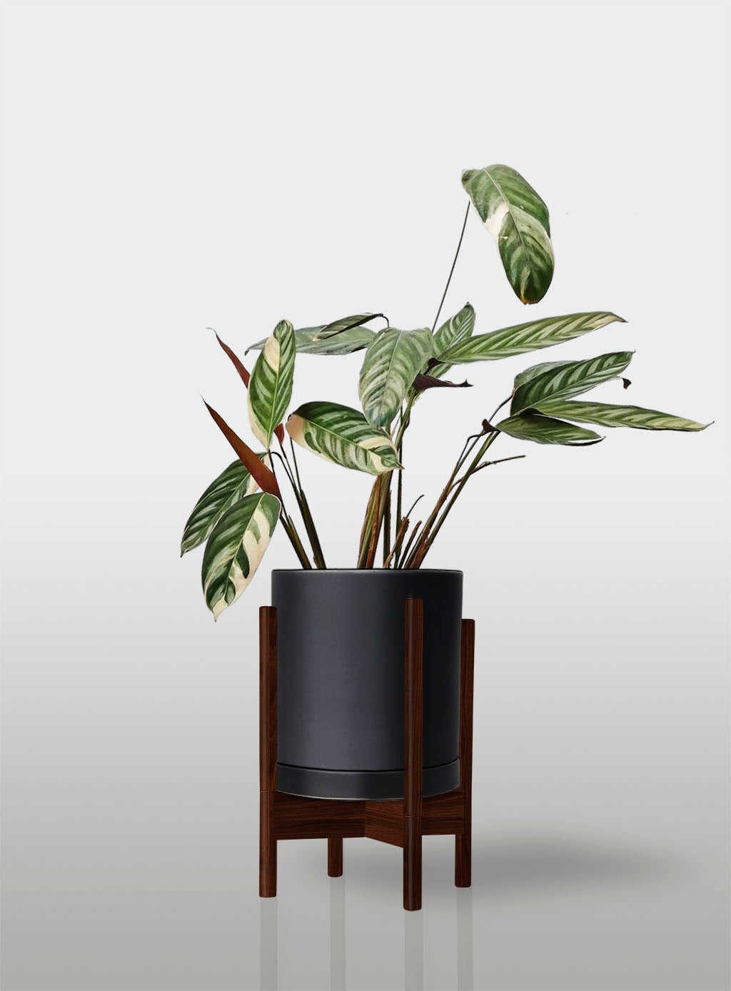 Stromanthe Triostar Alto