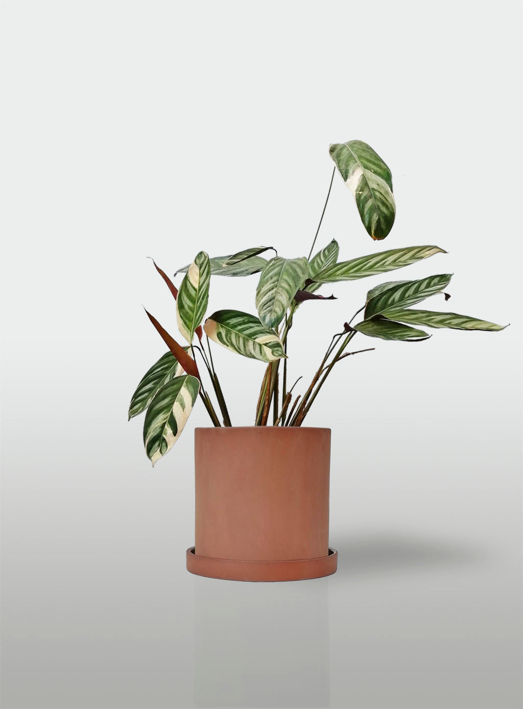 Stromanthe Triostar Alto