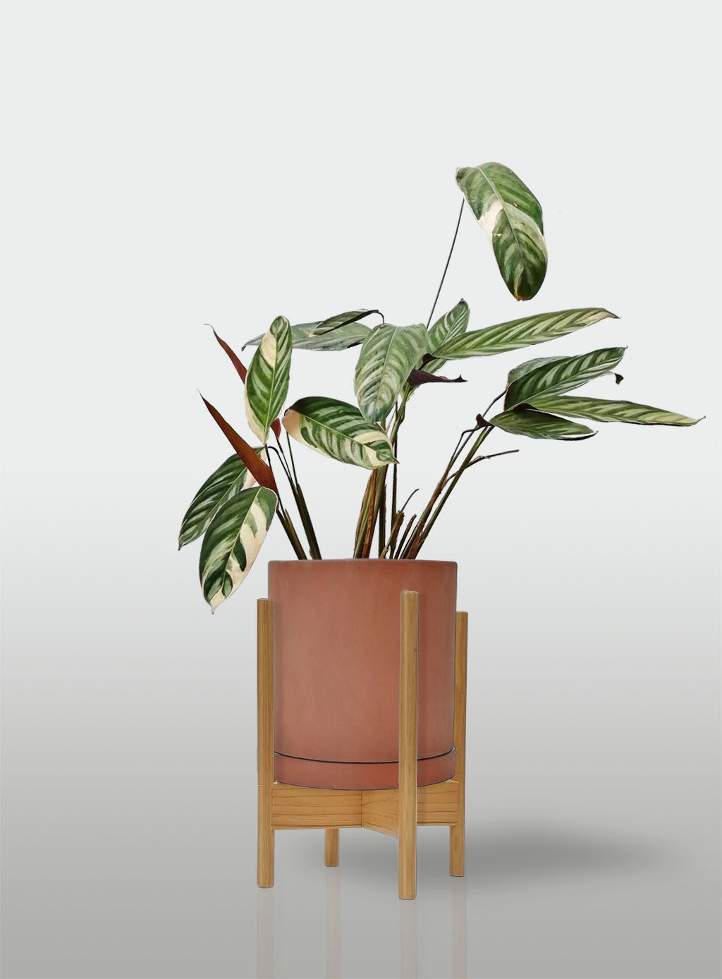 Stromanthe Triostar Alto